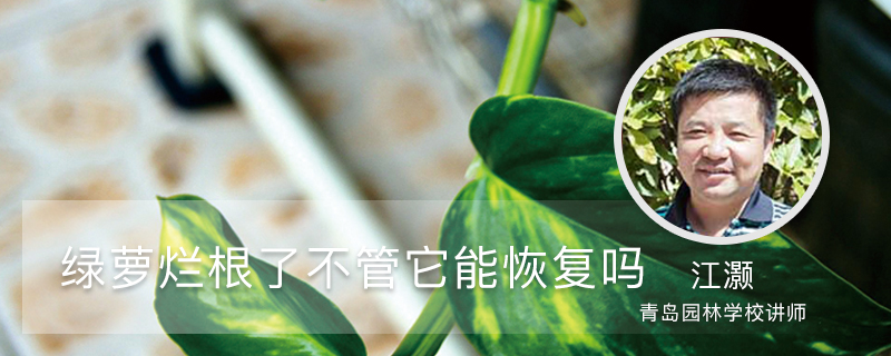 绿萝烂根了不管它能恢复吗 绿萝烂根了不管它能恢复吗
