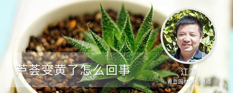 芦荟变黄了怎么回事