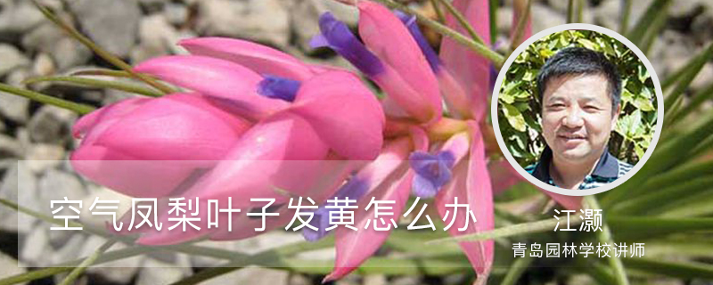 空气凤梨叶子发黄怎么办 空气凤梨叶子发黄怎么办
