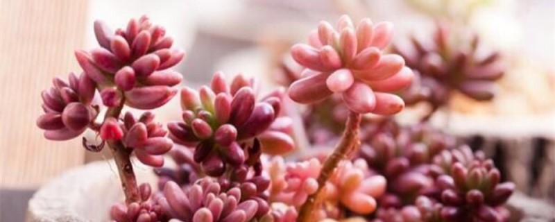 虹之玉长黑虫怎么办 虹之玉长黑虫怎么办