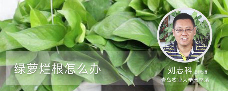 绿萝烂根怎么办 绿萝烂根怎么办