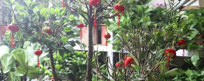 玉树叶子发黄了怎么回事,有什么解决方法 玉树叶子发黄了怎么回事,有什么解决方法