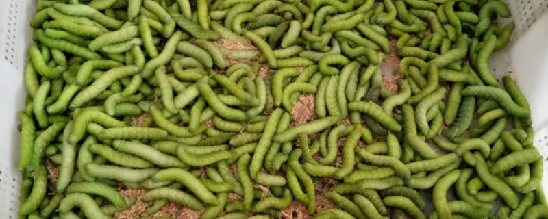 豆虫是什么,会危害哪些园林植物 豆虫是什么,会危害哪些园林植物
