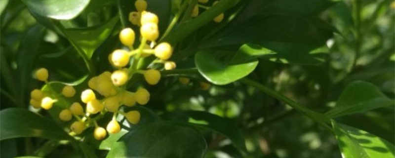 米兰的常见病虫害,米兰长什么虫 米兰的常见病虫害,米兰长什么虫