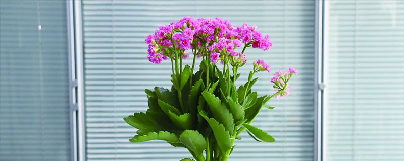 花长蚜虫怎么办 花长蚜虫怎么办