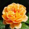 藤本月季和蔷薇有哪些不同，如何区分？