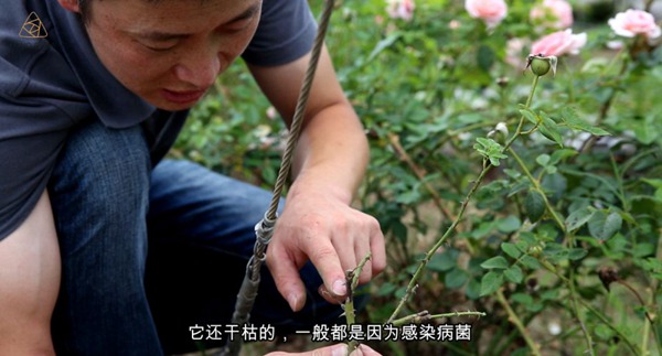 夏天来了，月季要注意预防枯枝病！