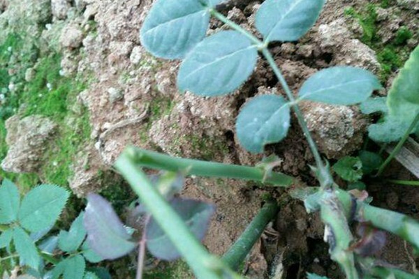 月季生长季节如何来促笋