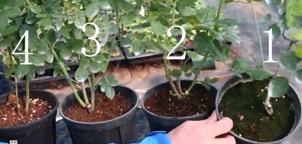 盆栽月季十死九涝，你的浇水方法正确吗？