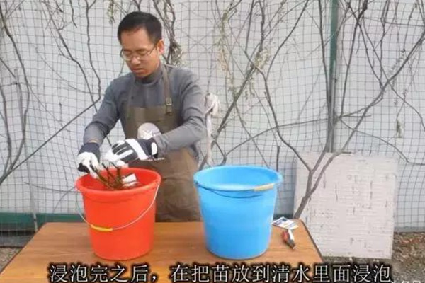 网购的裸根月季怎么种植成活率高？