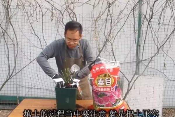 网购的裸根月季怎么种植成活率高？