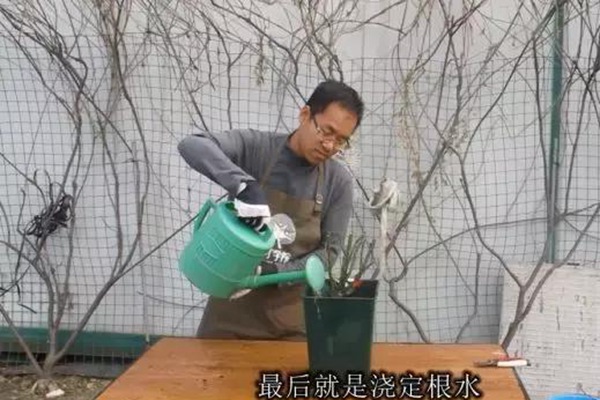 网购的裸根月季怎么种植成活率高？