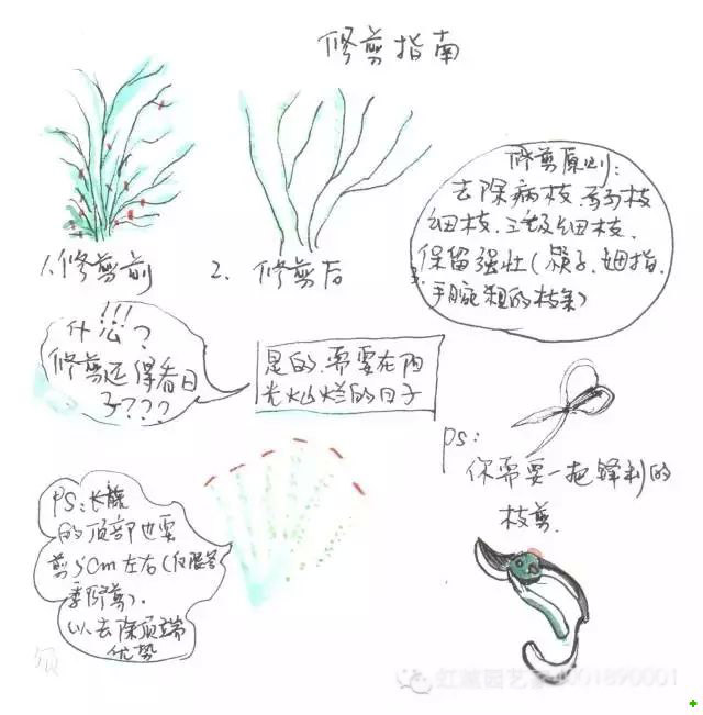 龙沙宝石的种植方法