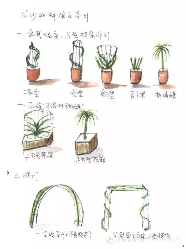 龙沙宝石的种植方法