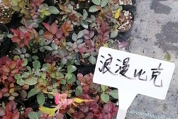 盆栽月季花苗批发零售价格