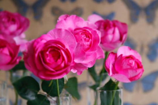 伊芙伯爵