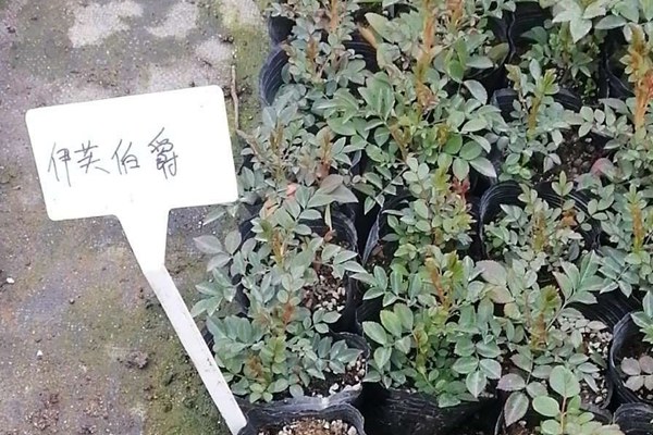 伊芙伯爵