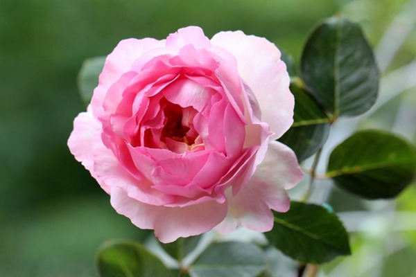 伊芙贵族香水