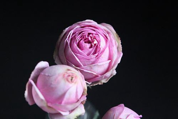 伊芙米欧拉