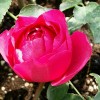 伊芙日出