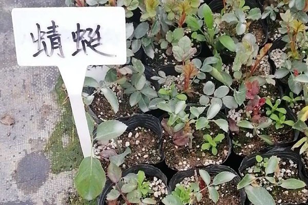 蜻蜓