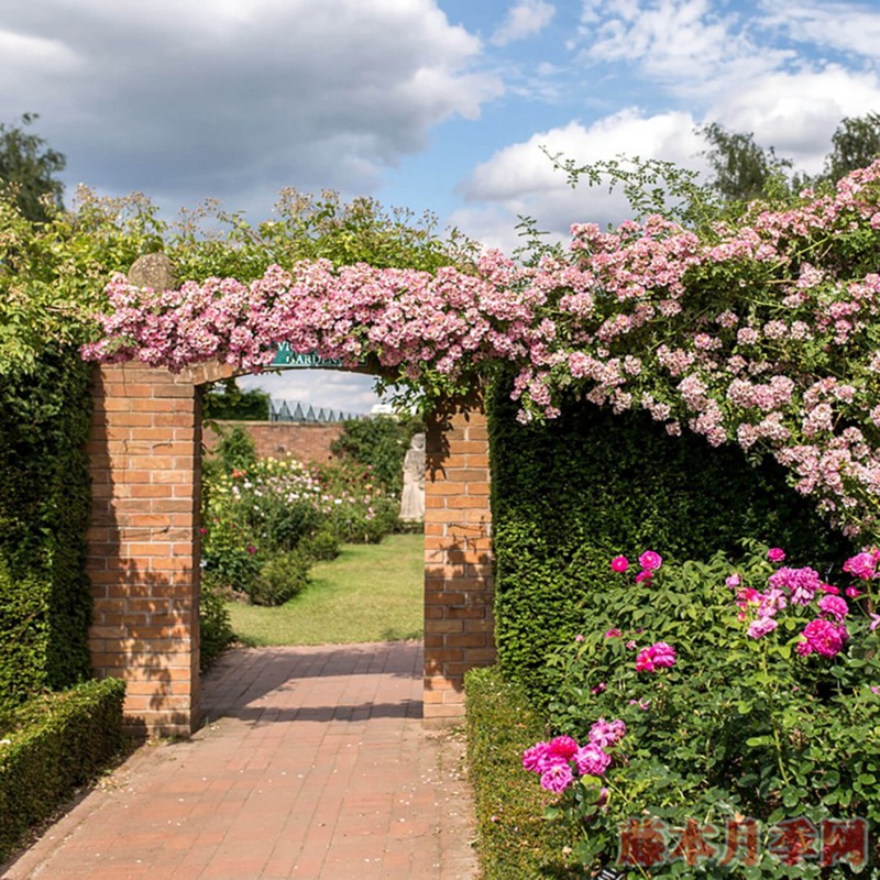 KEW RAMBLER