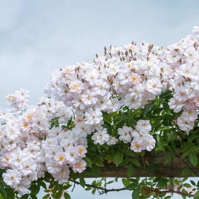 花环