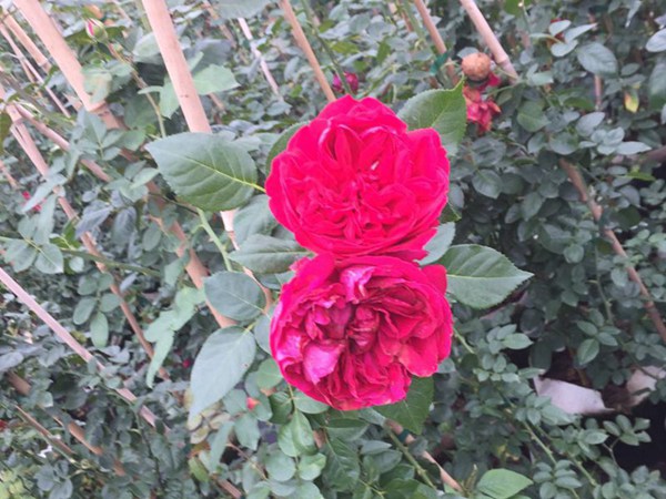 红色龙沙宝石（红龙）Red Eden Rose