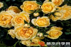 明星艾丽达