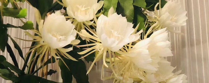 十大阴气最重的花盘点