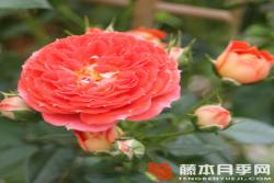 明星卡门