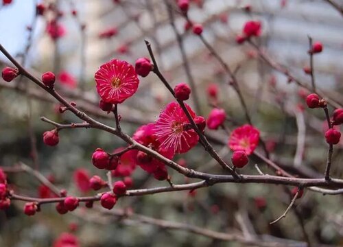 十大阴气最重的花盘点