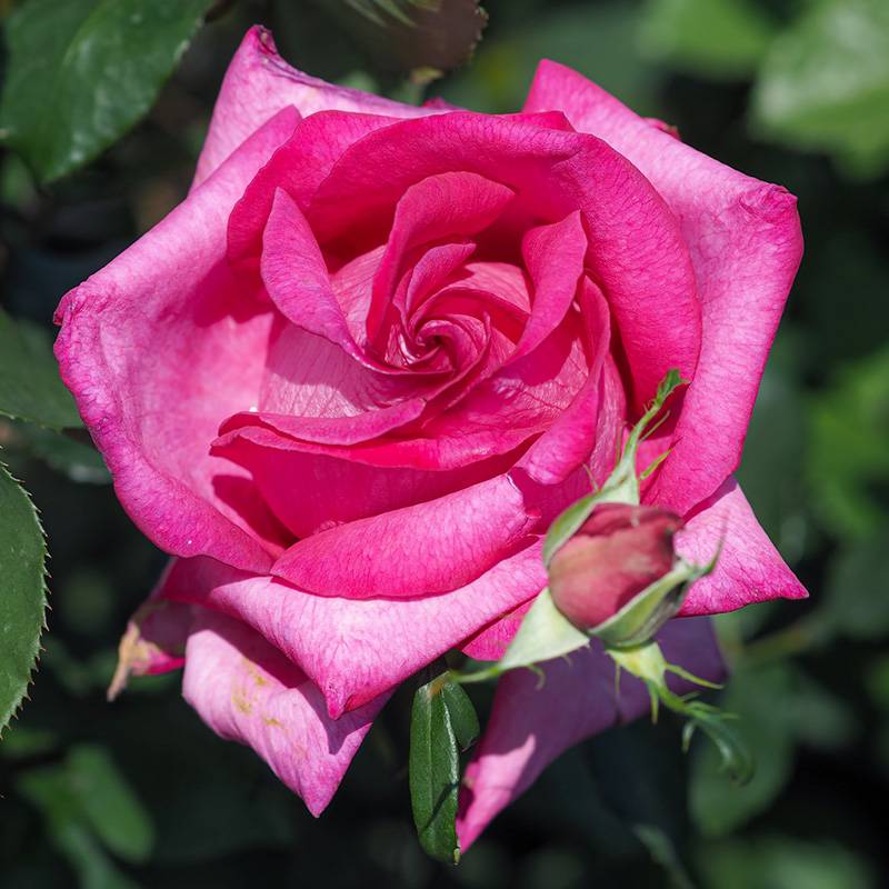 花朵超20公分的月季