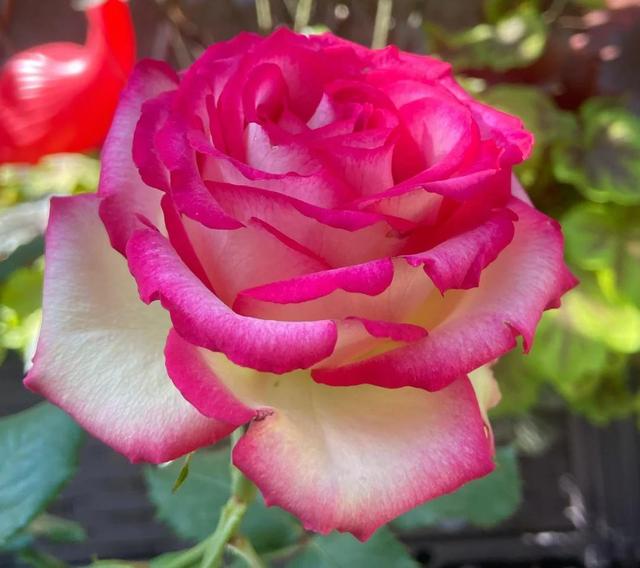 花朵超20公分的月季