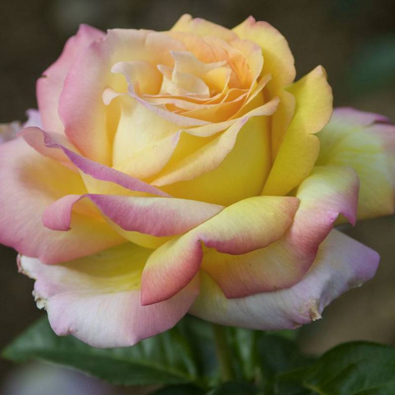 花朵超20公分的月季