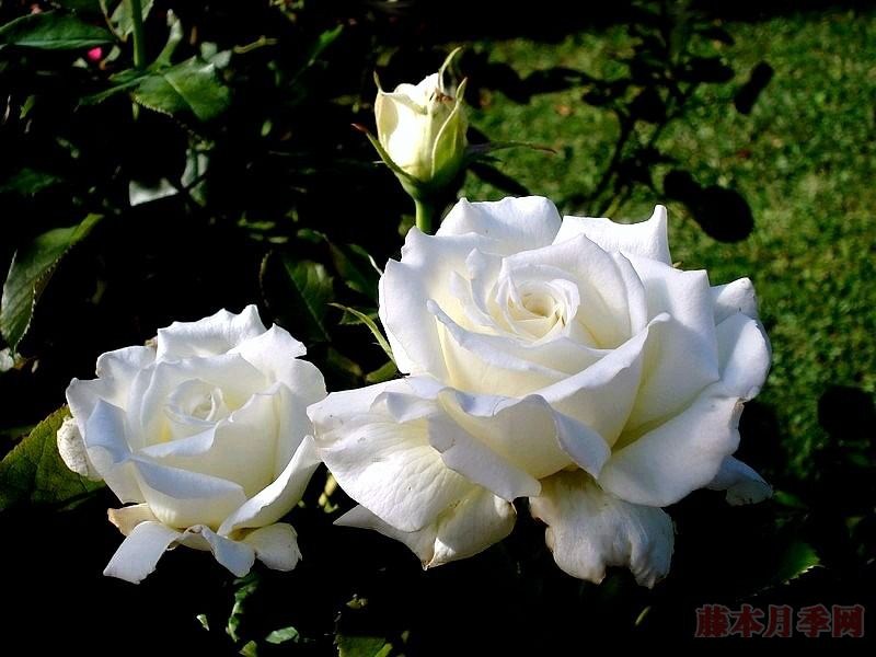花朵超20公分的月季