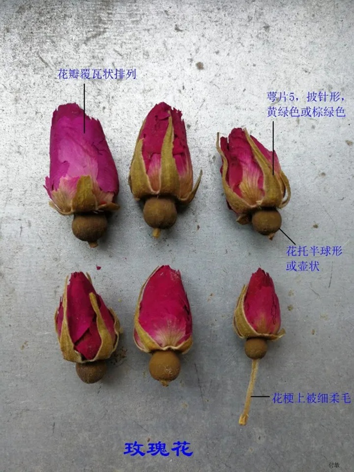 月季花和玫瑰花的区别在哪里
