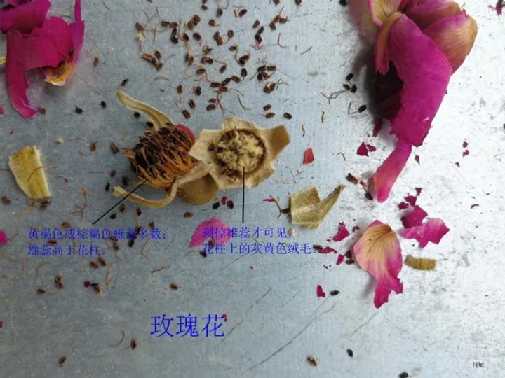 月季花和玫瑰花的区别在哪里