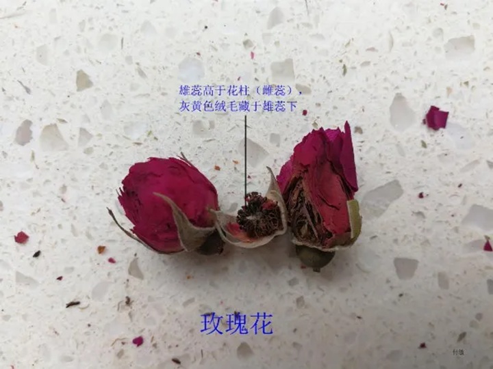 月季花和玫瑰花的区别在哪里