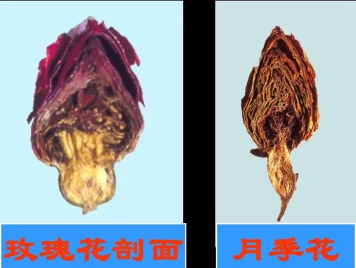 月季花和玫瑰花的区别在哪里