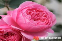 明星伊娃