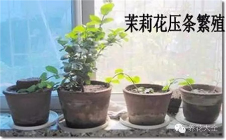 适合藤蔓性的植株