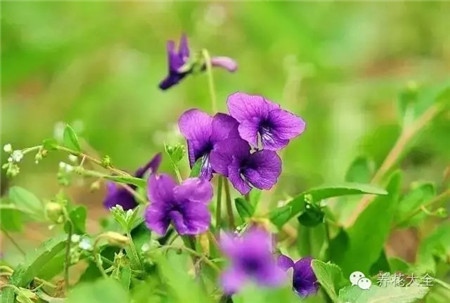 紫花地丁 紫花地丁