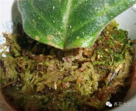 每天喷水保持湿度