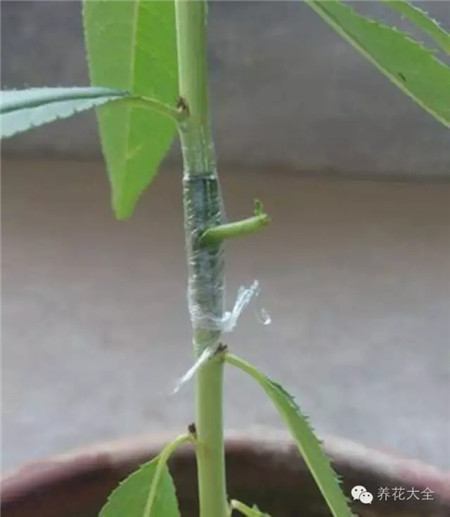 嫁接完成