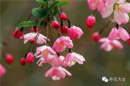 垂丝海棠花：花开向下