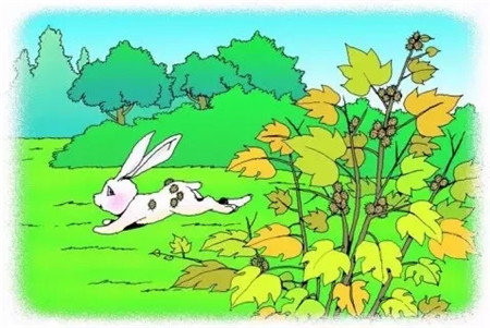 苍耳种子