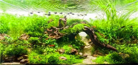 水草鱼缸景观图片