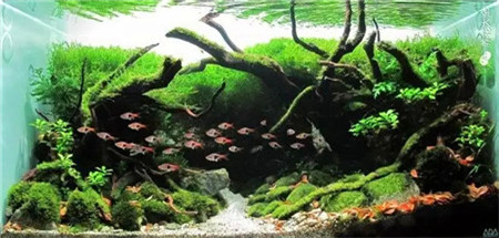 水草鱼缸景观美图