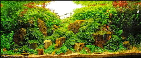 水草鱼缸美景图片